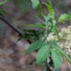 Sambucus racemosa ssp. pubens, flowers