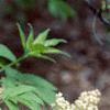 Sambucus racemosa ssp. pubens, flowers
