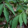 Sambucus racemosa ssp. pubens, flowers