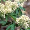 Sambucus racemosa ssp. pubens, flowers
