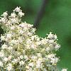 Sambucus racemosa ssp. pubens, flowers