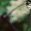 Sambucus racemosa ssp. pubens, flowers