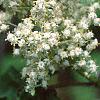 Sambucus racemosa ssp. pubens, flowers