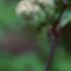 Sambucus racemosa ssp. pubens, flowers