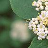 Viburnum burejaeticum, flowers