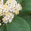 Viburnum burejaeticum, flowers