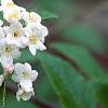 Viburnum burkwoodii, flowers