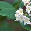 Viburnum burkwoodii, flowers