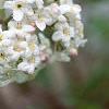 Viburnum burkwoodii, flowers