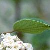 Viburnum burkwoodii, flowers