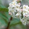 Viburnum burkwoodii, flowers