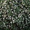 Viburnum x burkwoodii 'Conoy', habit