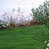 Viburnum x burkwoodii 'Conoy', habit