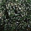 Viburnum x burkwoodii 'Conoy', habit