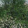 Viburnum x burkwoodii 'Conoy', habit