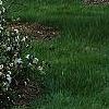 Viburnum x burkwoodii 'Conoy', habit