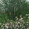 Viburnum x burkwoodii 'Conoy', habit
