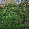 Viburnum x burkwoodii 'Conoy', habit