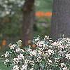 Viburnum x burkwoodii 'Conoy', habit