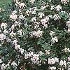 Viburnum x burkwoodii 'Conoy', habit
