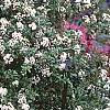 Viburnum x burkwoodii 'Conoy', habit