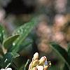 Viburnum x burkwoodii 'Conoy', flowers