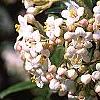 Viburnum x burkwoodii 'Conoy', flowers