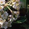 Viburnum x burkwoodii 'Conoy', flowers