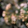 Viburnum x burkwoodii 'Conoy', flowers