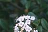 Viburnum x burkwoodii 'Conoy', flowers