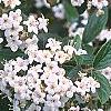 Viburnum x burkwoodii 'Conoy', flowers
