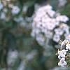 Viburnum x burkwoodii 'Conoy', flowers