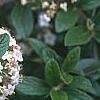 Viburnum x burkwoodii 'Conoy', flowers