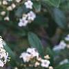Viburnum x burkwoodii 'Conoy', flowers