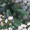 Viburnum x burkwoodii 'Conoy', flowers
