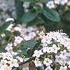 Viburnum x burkwoodii 'Conoy', flowers