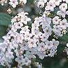 Viburnum x burkwoodii 'Conoy', flowers