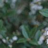 Viburnum x burkwoodii 'Conoy', flowers