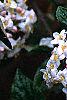 Viburnum x burkwoodii 'Park's Farm', flowers