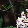Viburnum x burkwoodii 'Park's Farm', flowers