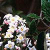 Viburnum x burkwoodii 'Park's Farm', flowers