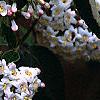 Viburnum x burkwoodii 'Park's Farm', flowers
