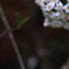 Viburnum x burkwoodii 'Park's Farm', flowers