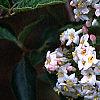 Viburnum x burkwoodii 'Park's Farm', flowers