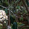 Viburnum x burkwoodii 'Park's Farm', flowers