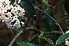 Viburnum x burkwoodii 'Park's Farm', flowers