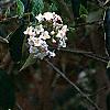 Viburnum x burkwoodii 'Park's Farm', flowers