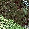 Viburnum carlesii, habit