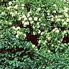 Viburnum carlesii, habit