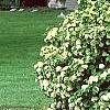 Viburnum carlesii, habit
